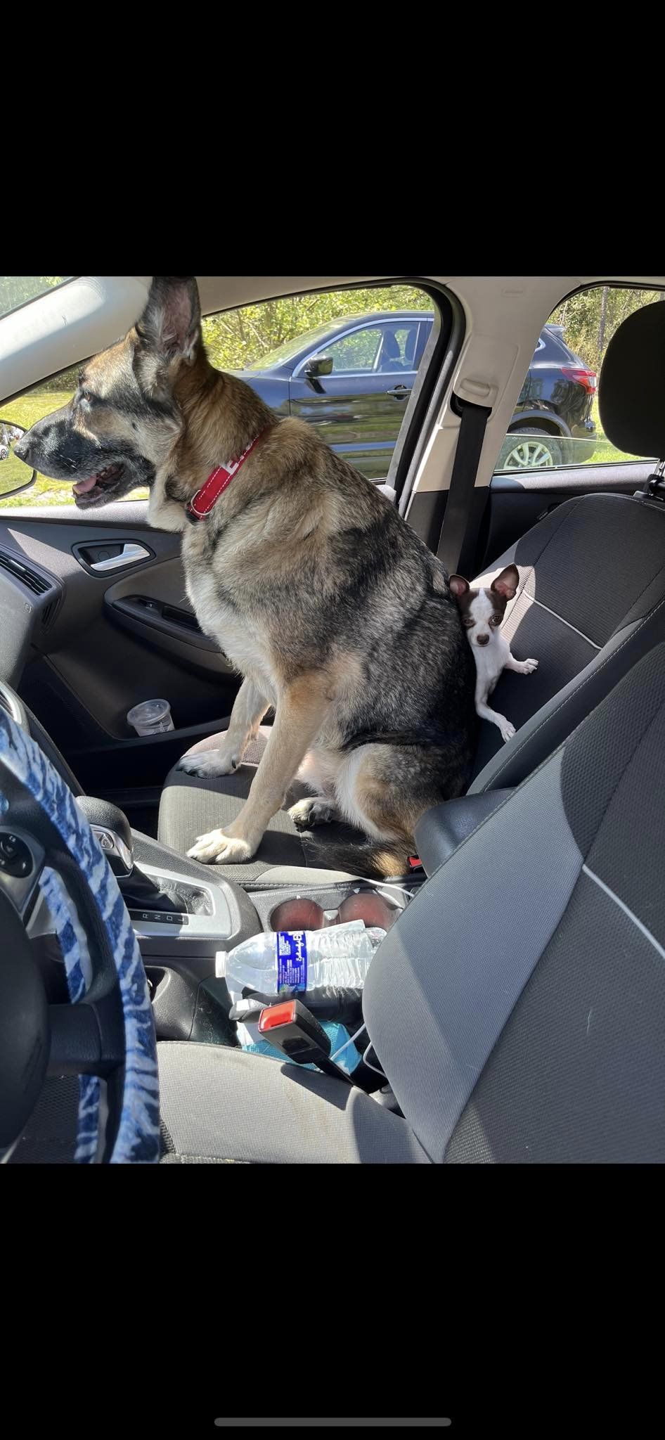 german shepherd squeezing little puppy on the car seat