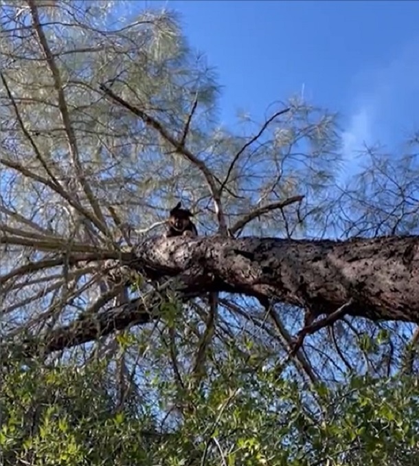 german shepherd stuck in a tree and looking towards the ground