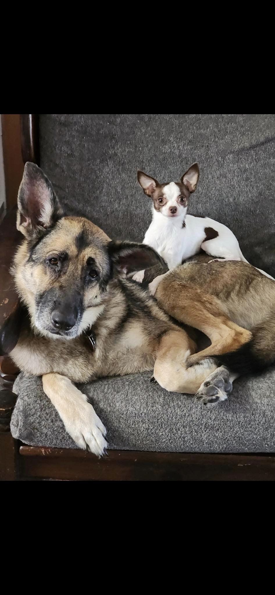 german shepherd with little puppy