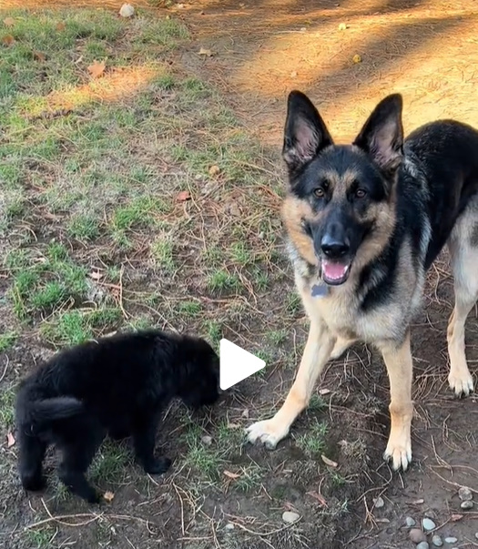 german shepherd with puppy