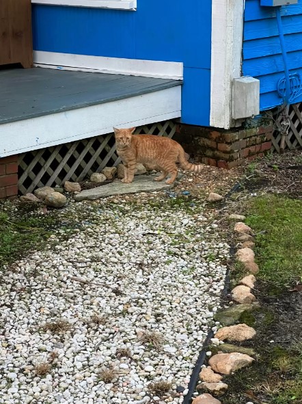 ginger cat in front of the porch