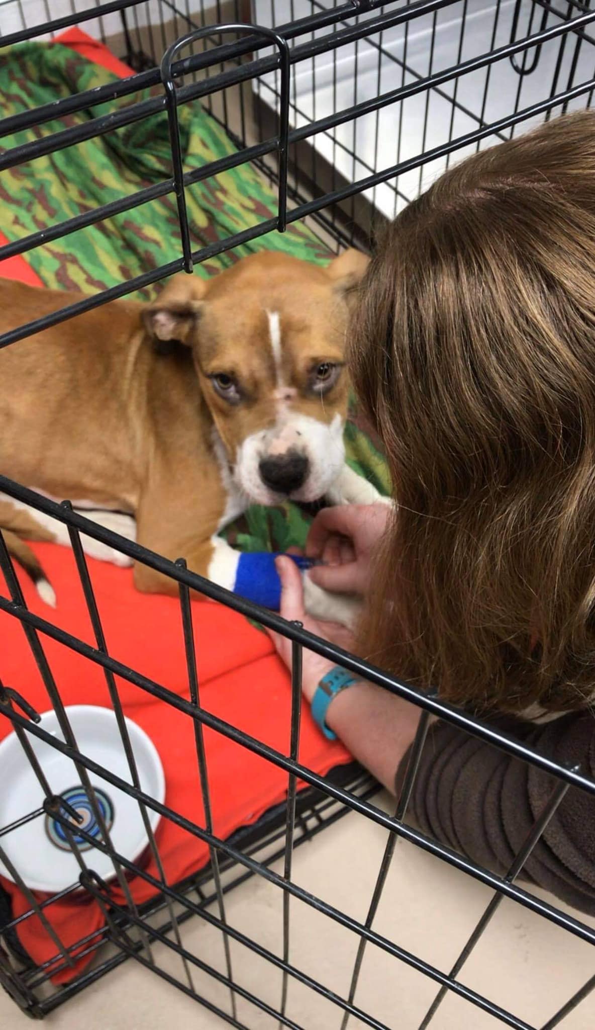 girl helping a dog