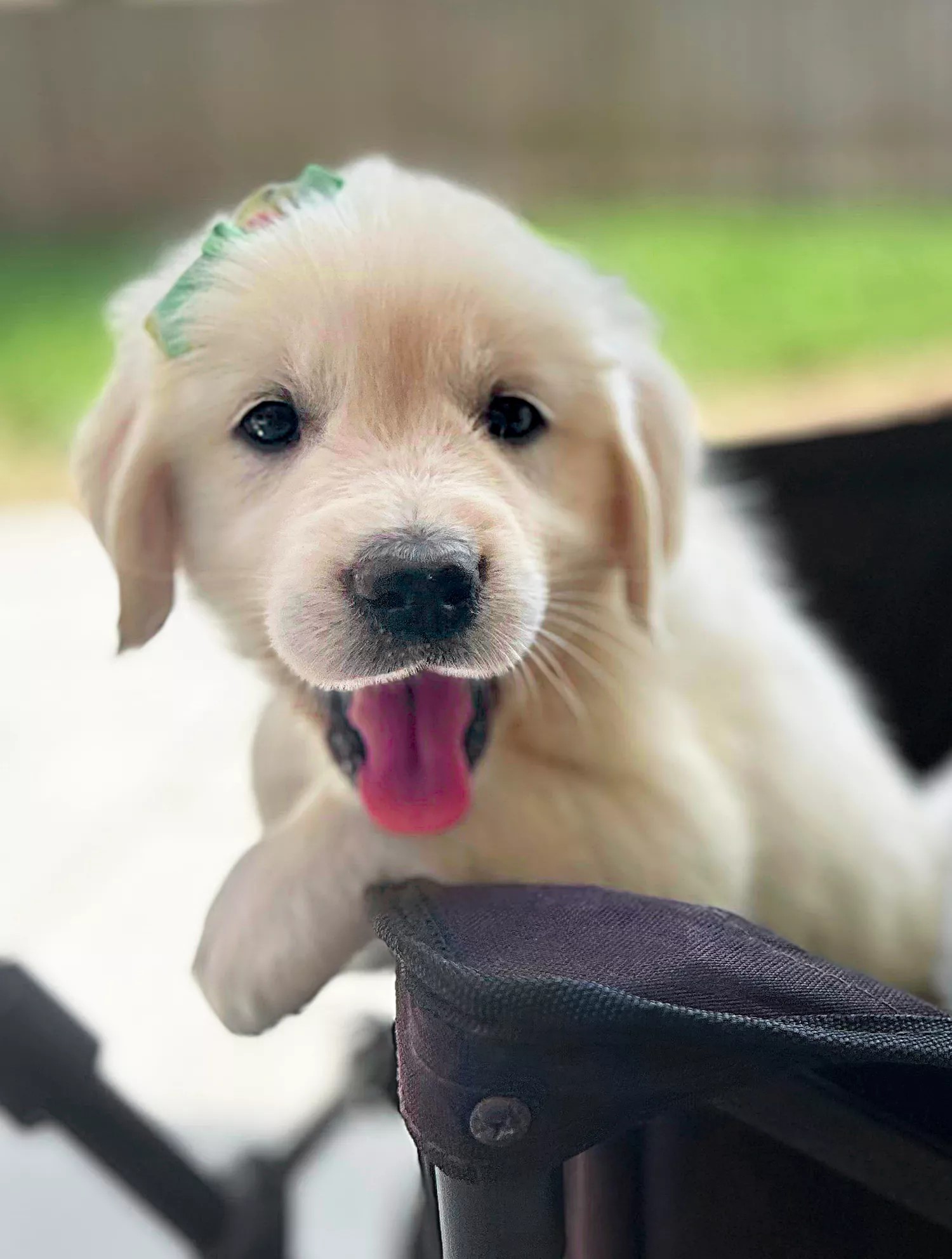 golden retriever puppy with green coat