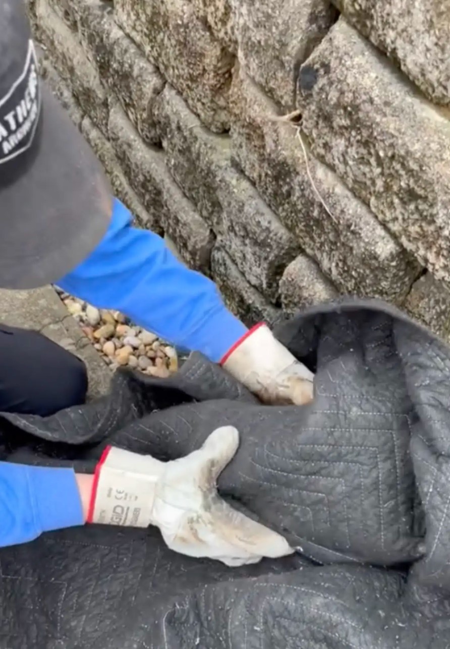 guy catching an owl