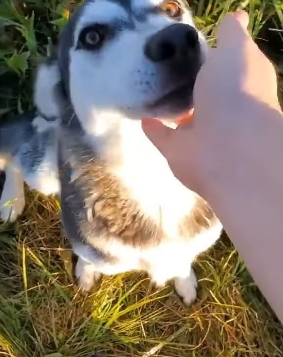 guy petting abandoned dog