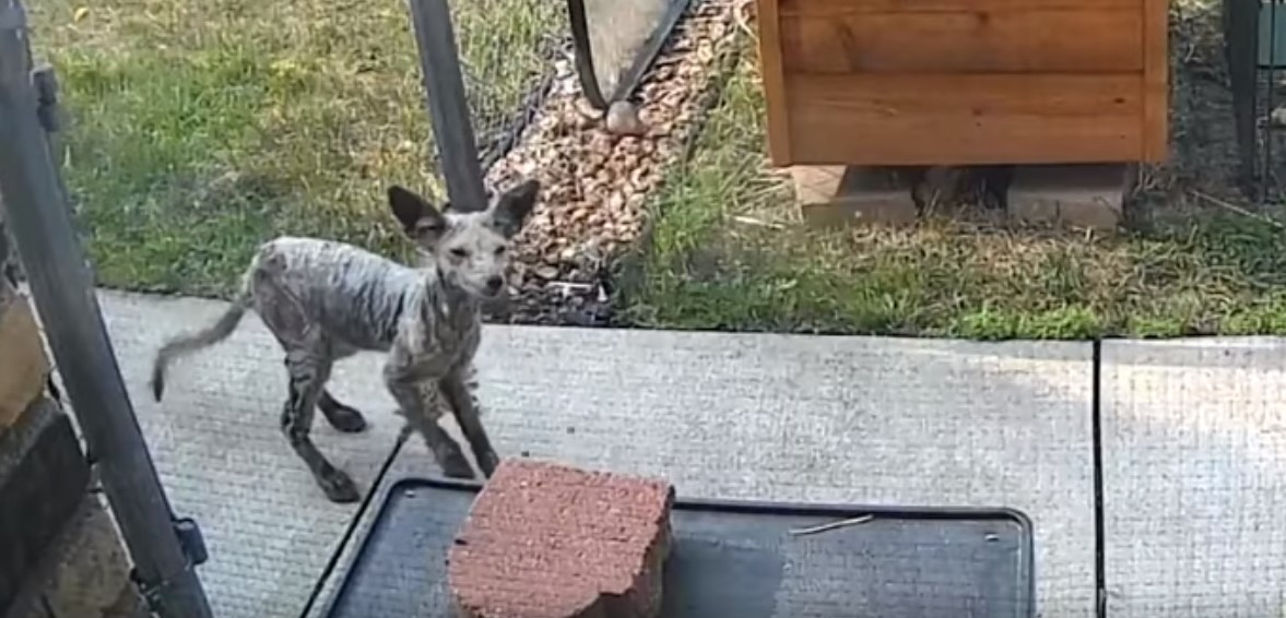 hairless-animal-in-the-garden