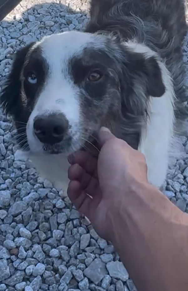 hand petting the dog