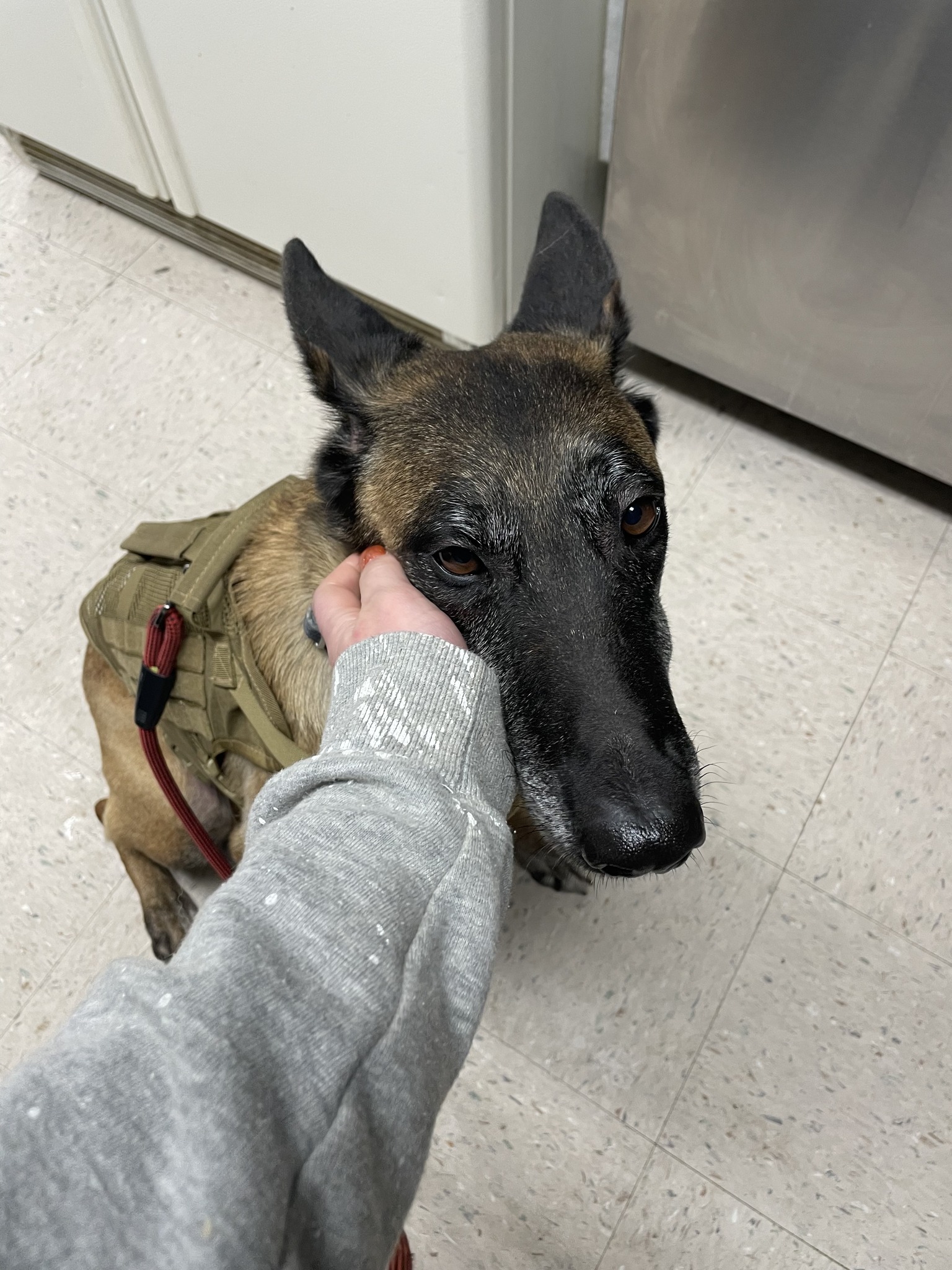 hand petting the dog