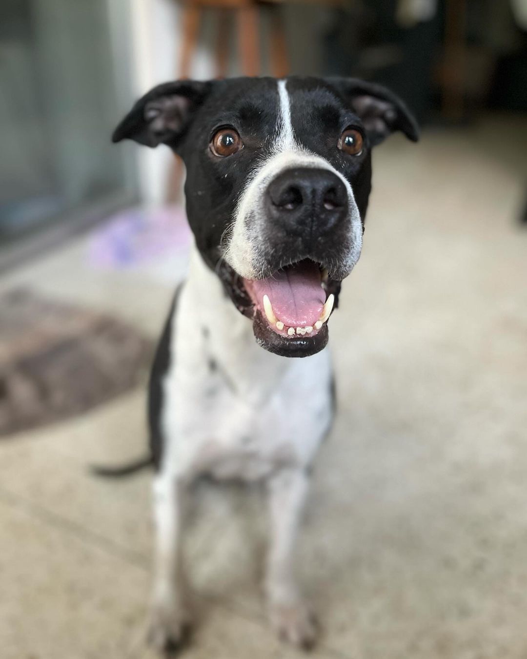 happy black and white dog