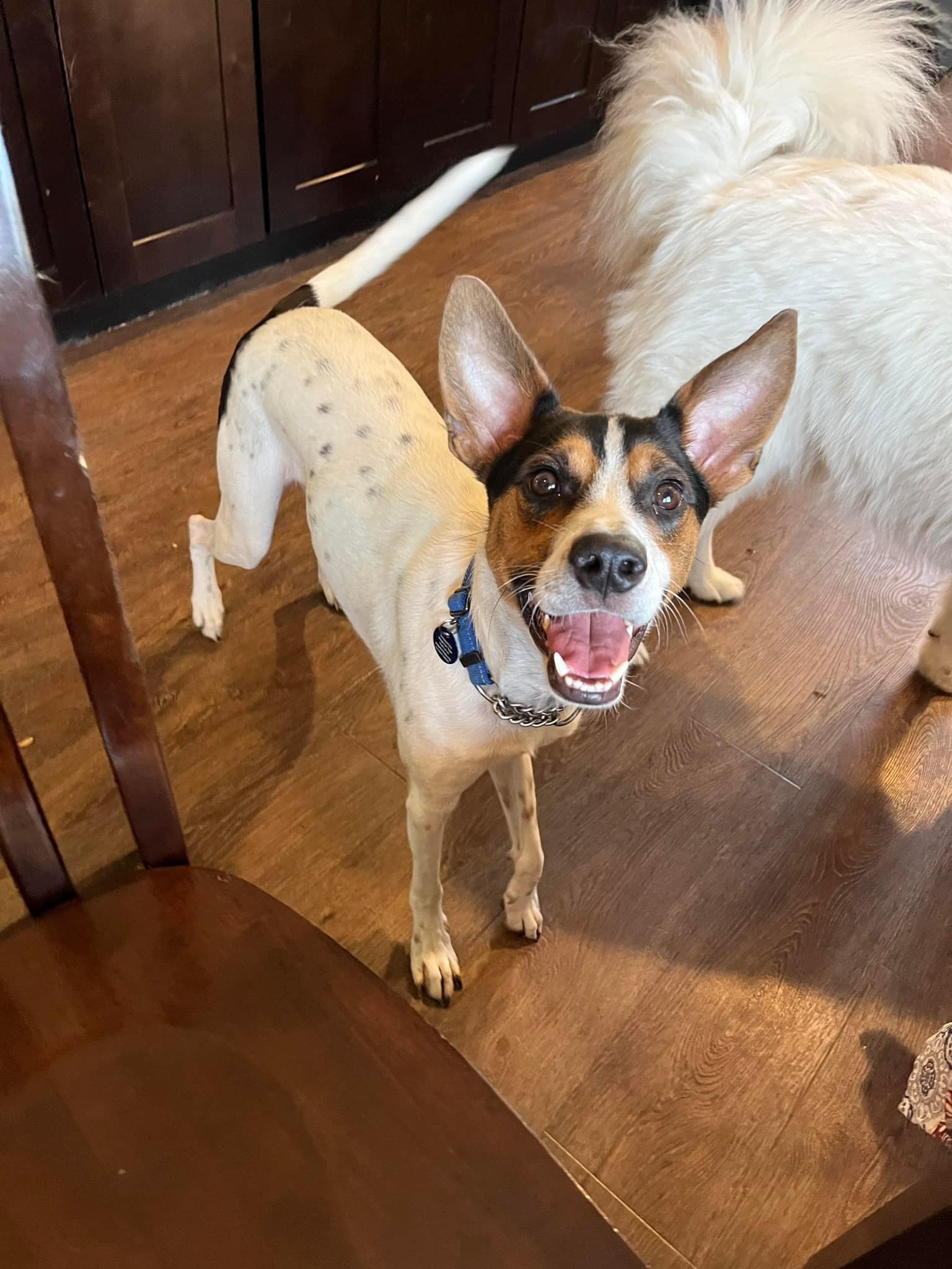 happy dog indoors