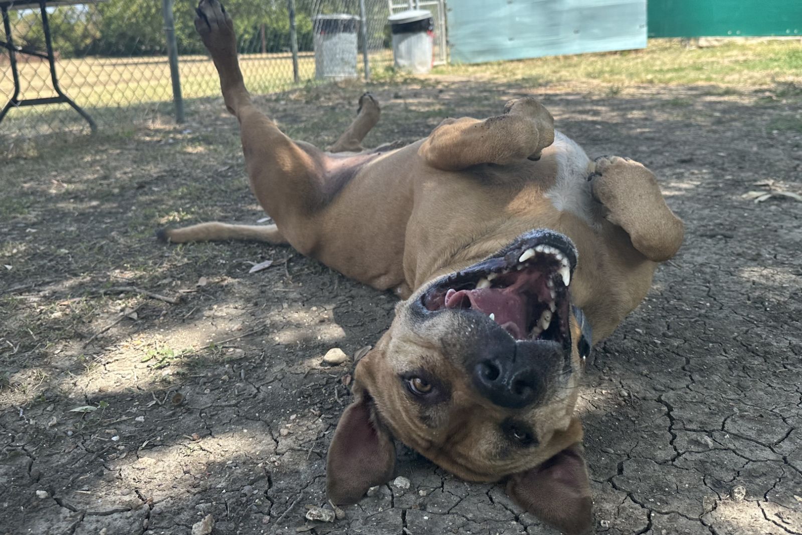 happy dog laying on a back