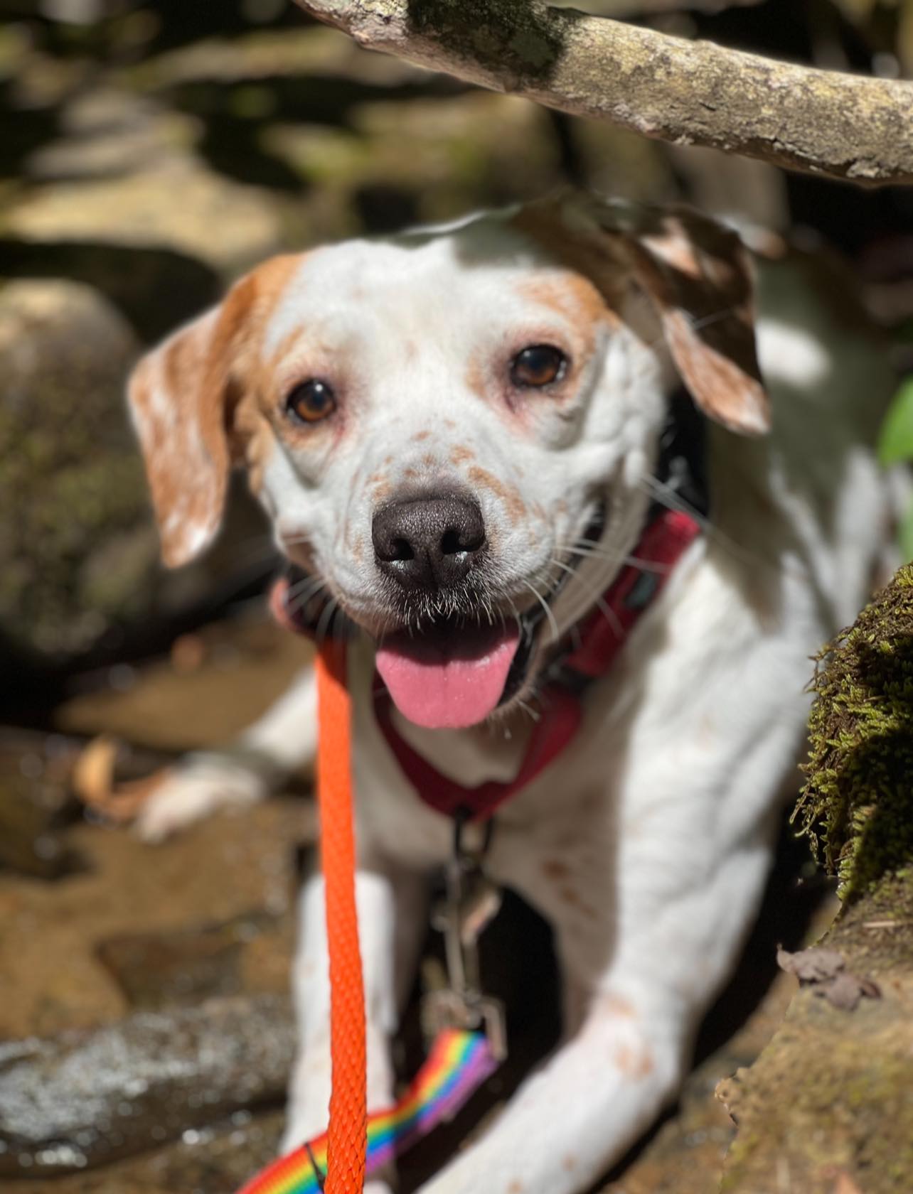 happy dog on a leash