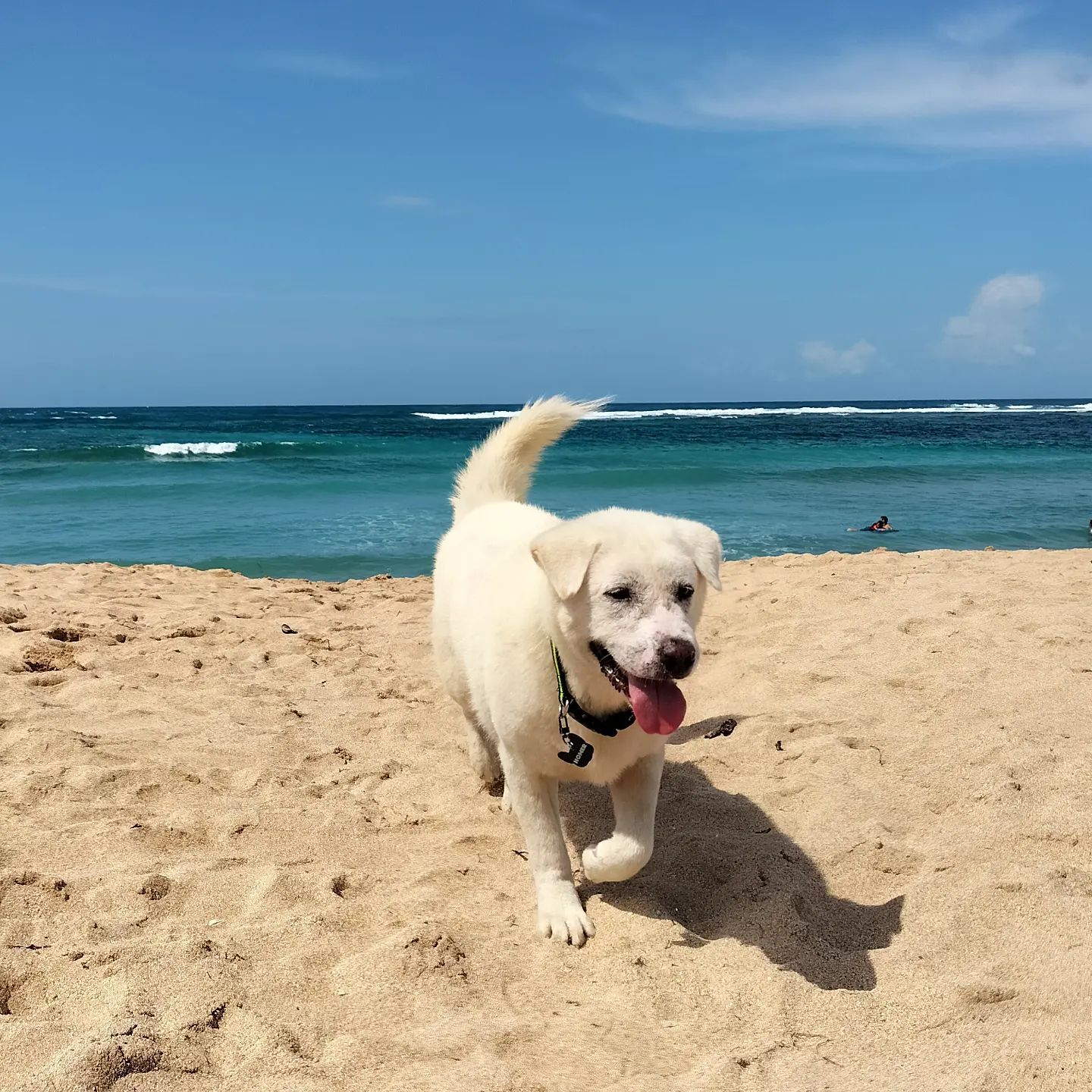 happy dog on the beach