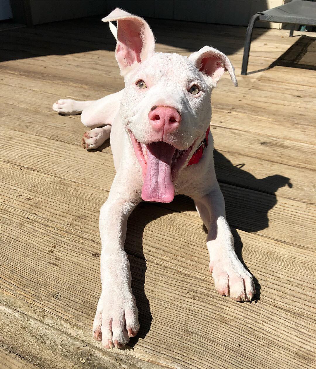 happy dog on the porch