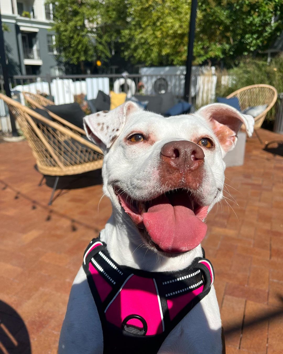 happy dog outdoors