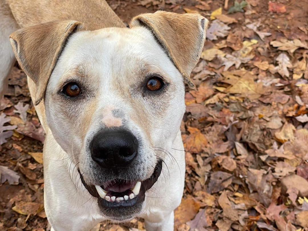 happy dog standing on leaves