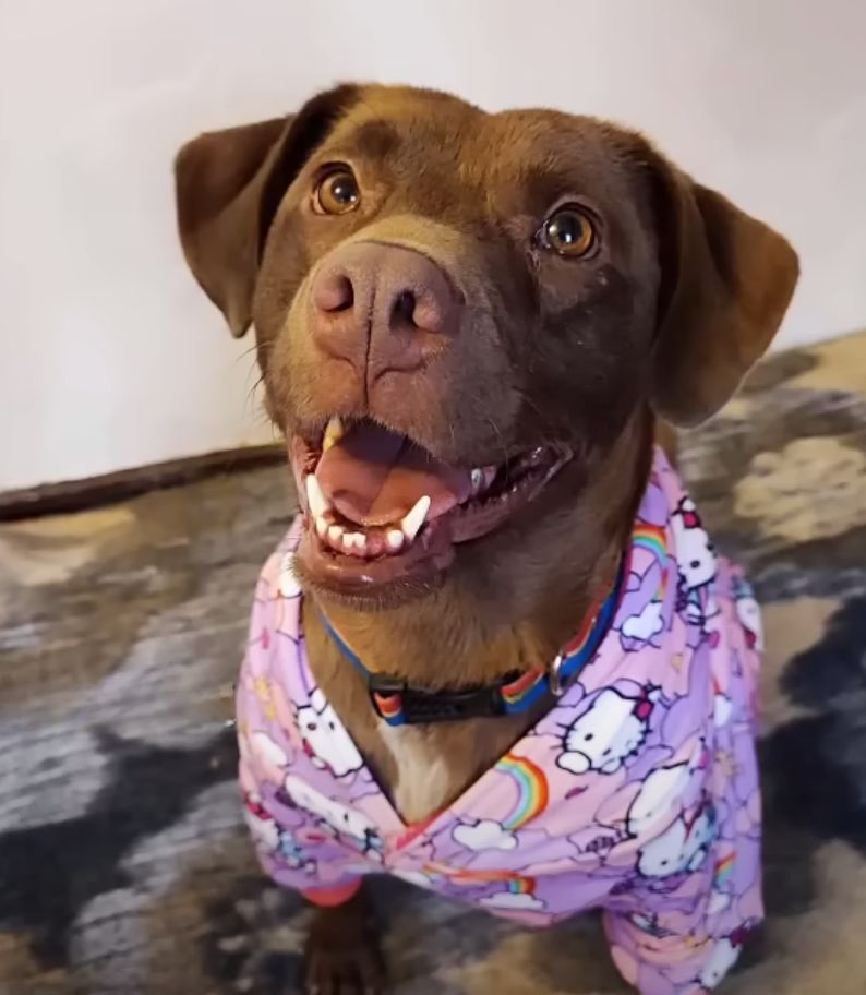 happy dog wearing a shirt