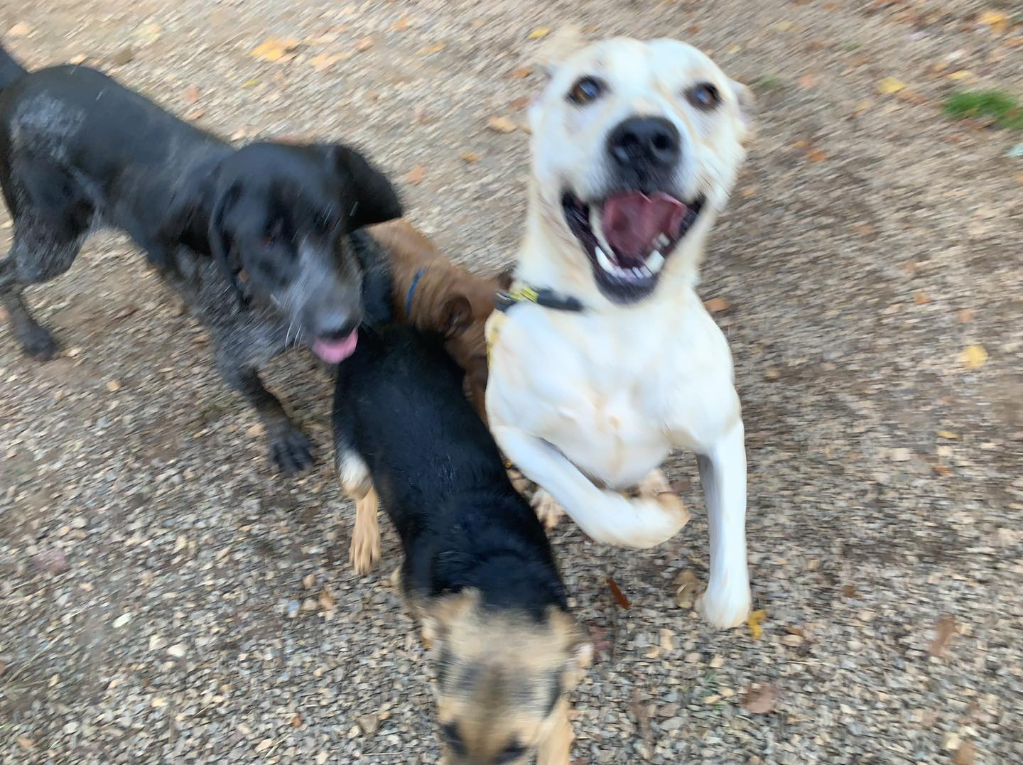 happy dogs running