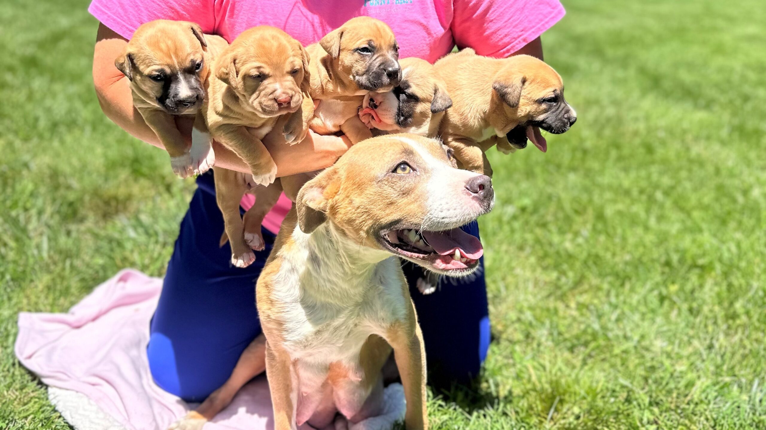 happy mama dog with her puppies