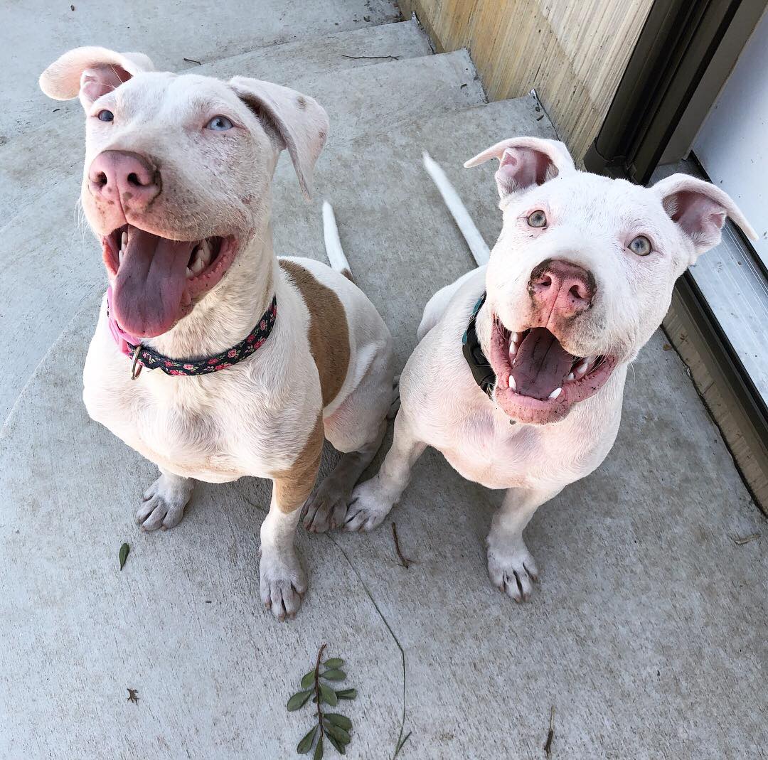 happy two dogs sitting and looking up