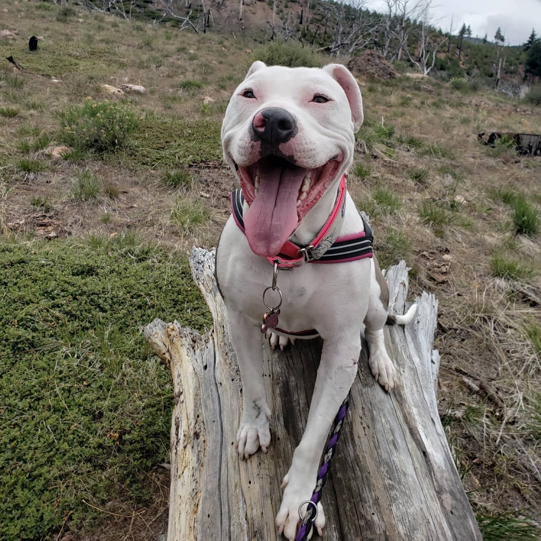 Happy dog with tongue out