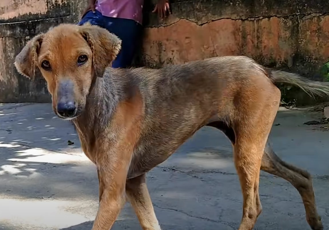 healthy dog walking on streets