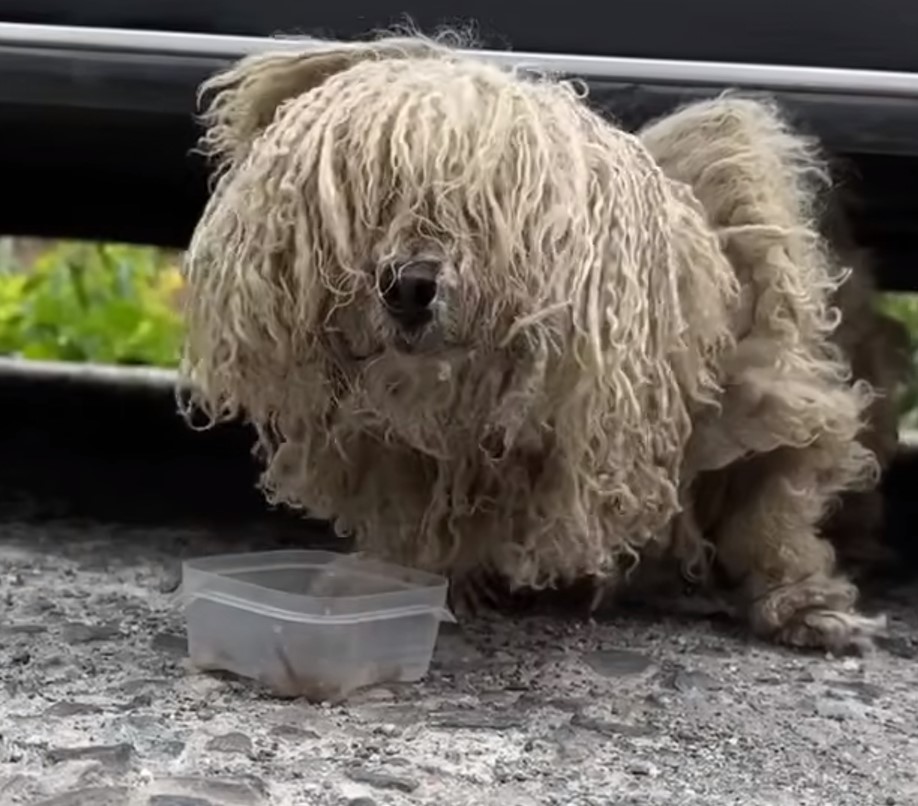 horribly matted dog