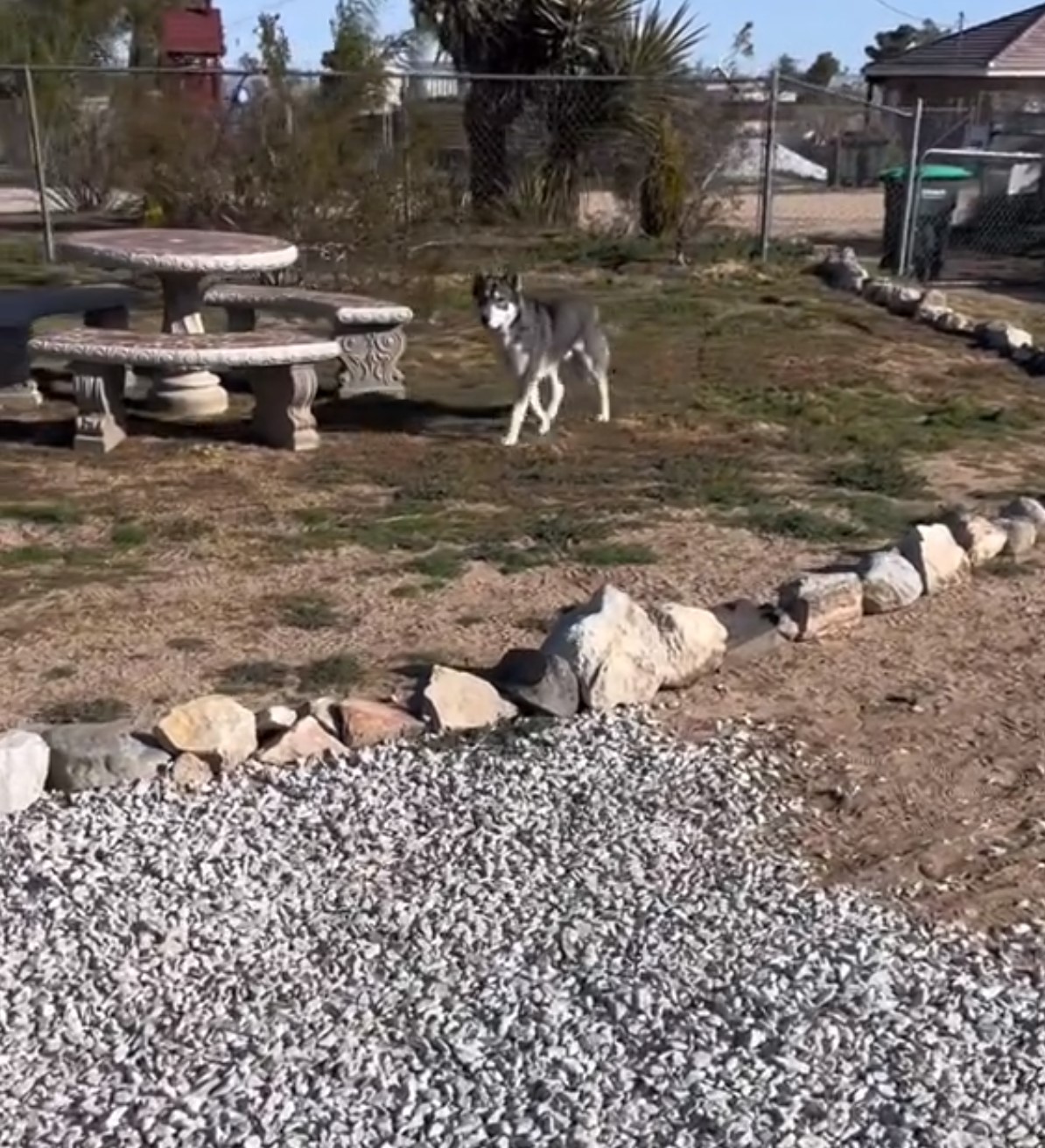 husky looking as a wolf