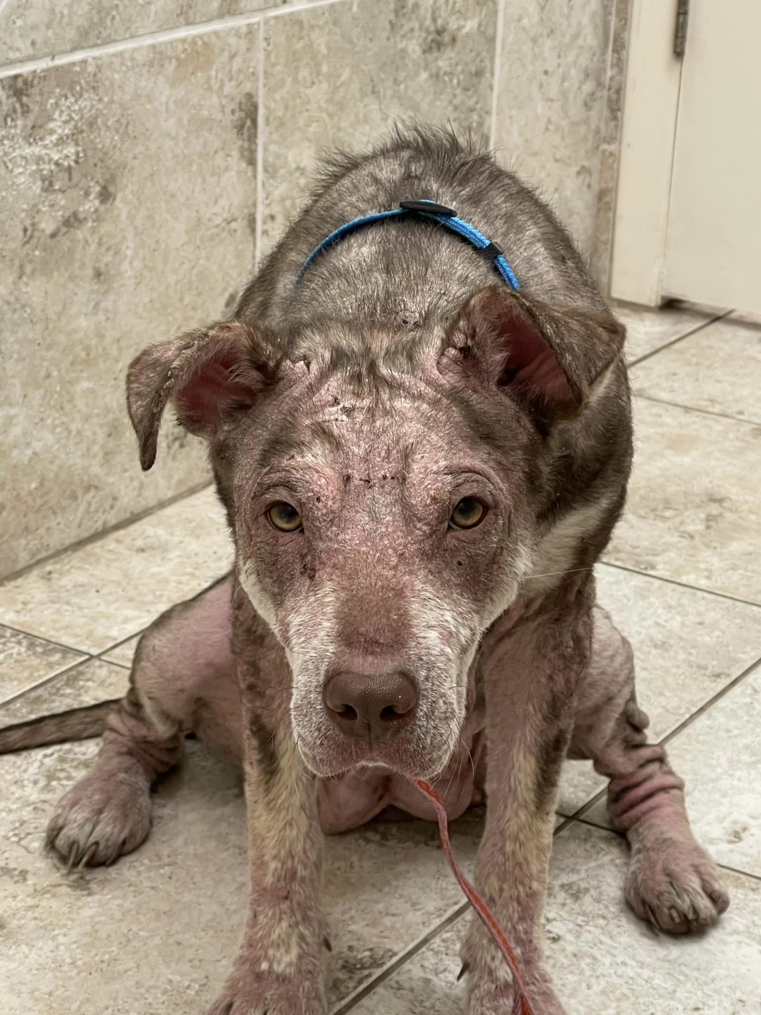 injured dog in a bathroom