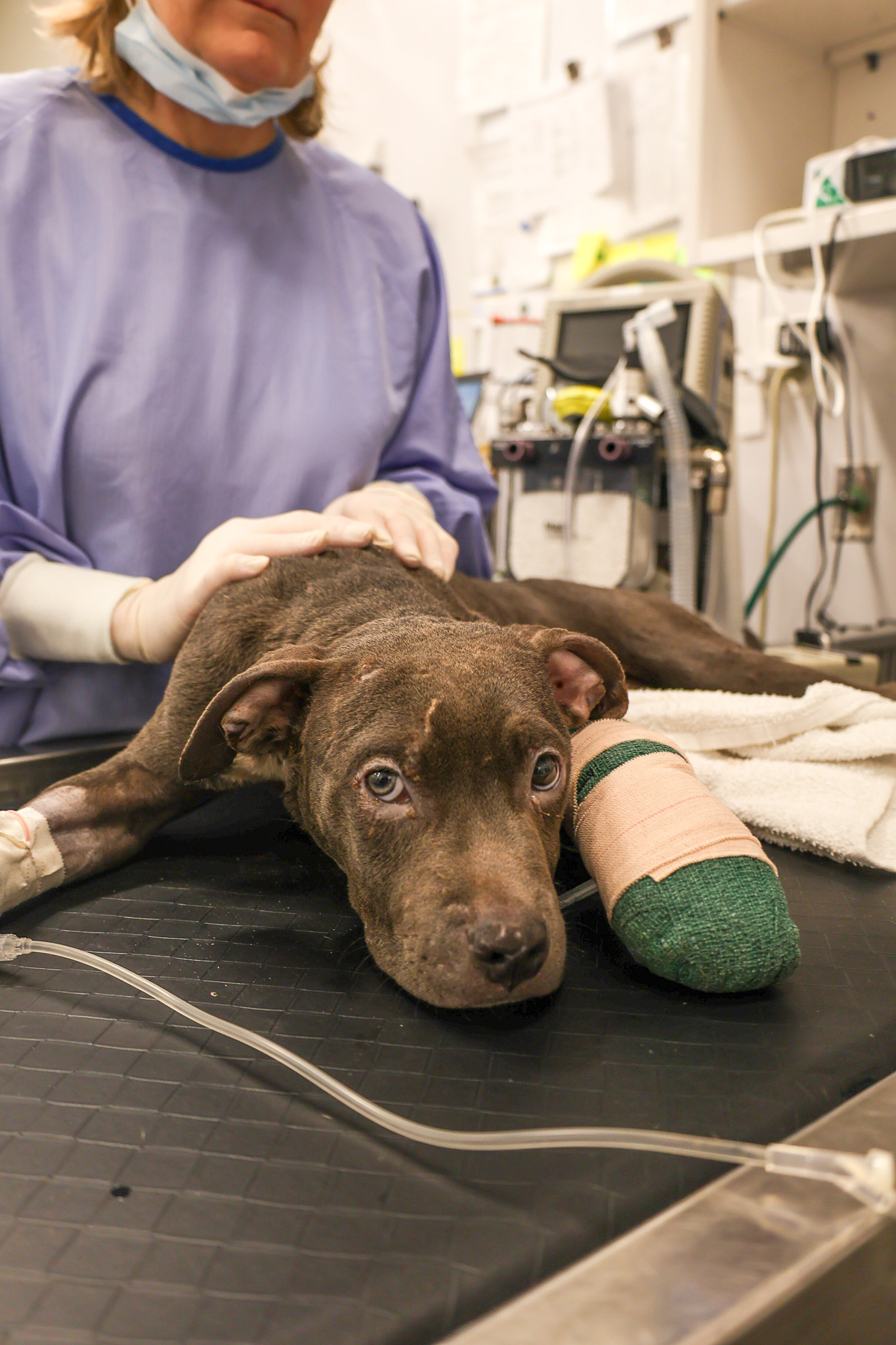 injured dog in vet clinic