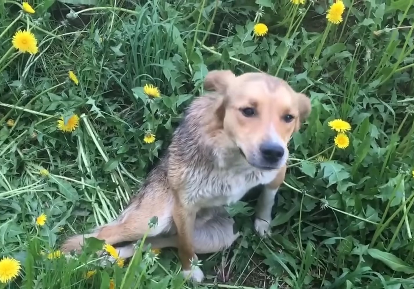 injured dog laying in grass