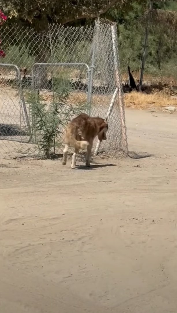 injured stray dog