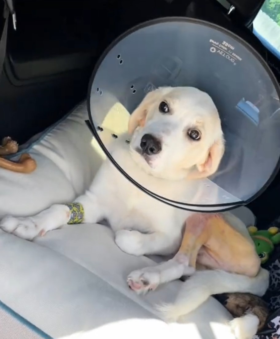 injured white dog in car