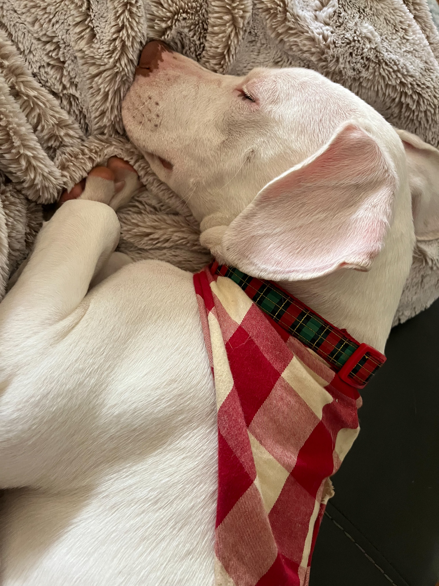 labrador sleeping