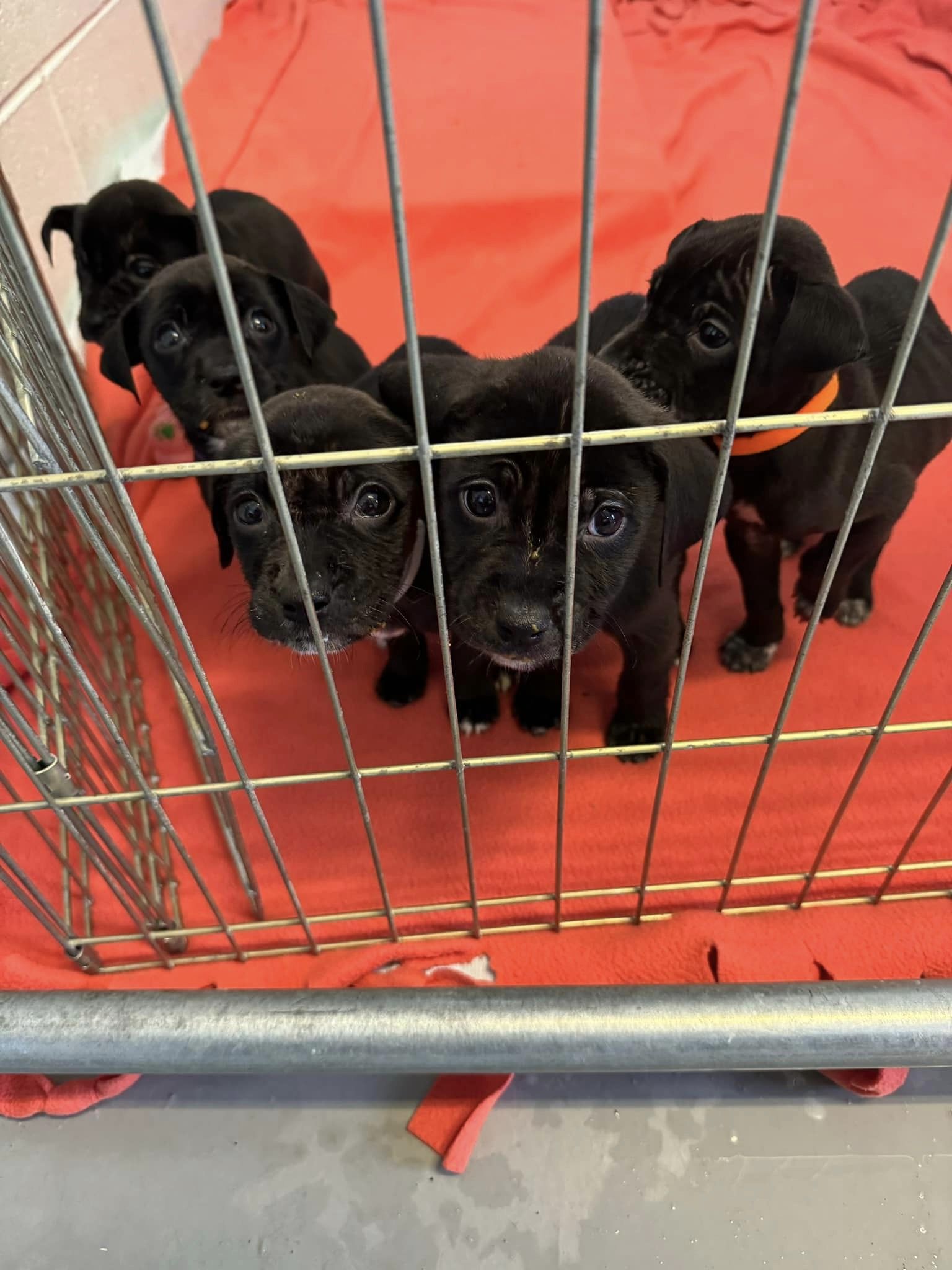 little black pups