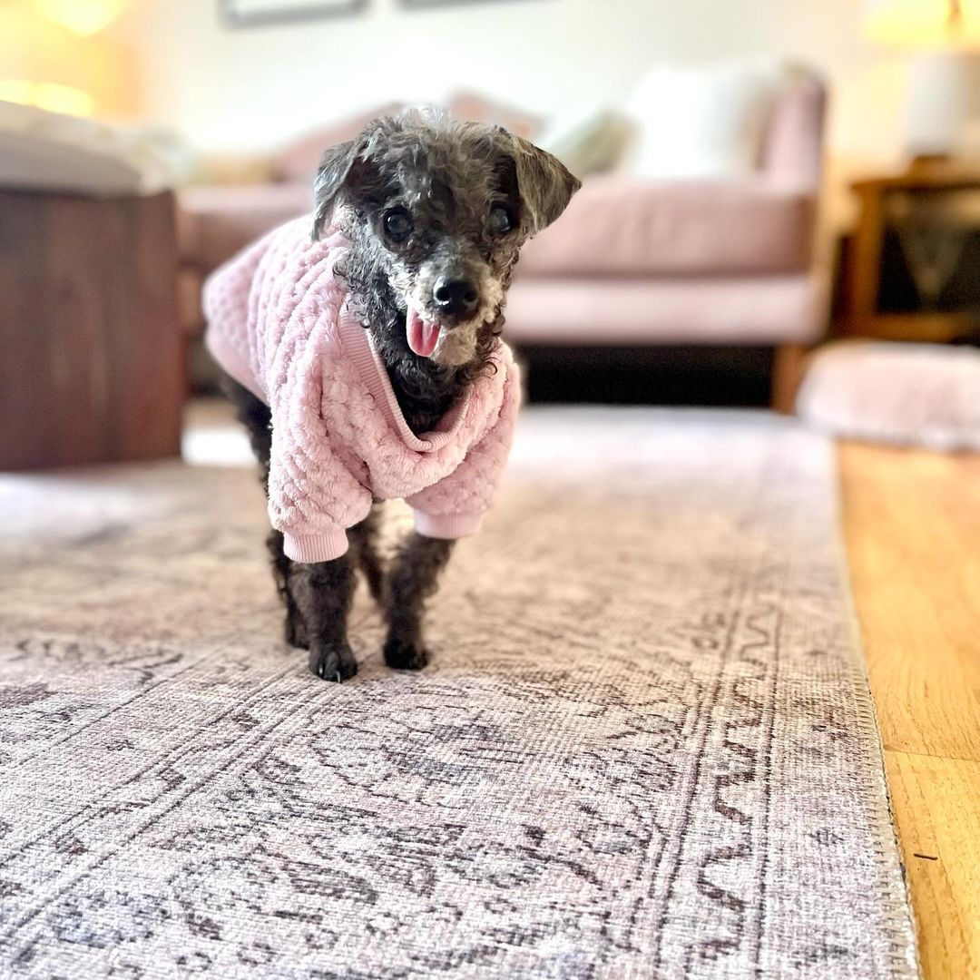 little dog wearing pink shirt