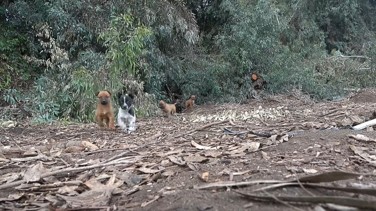 little dogs in front of the woods