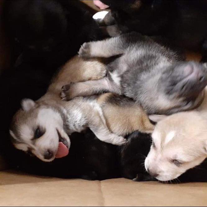 little husky puppies