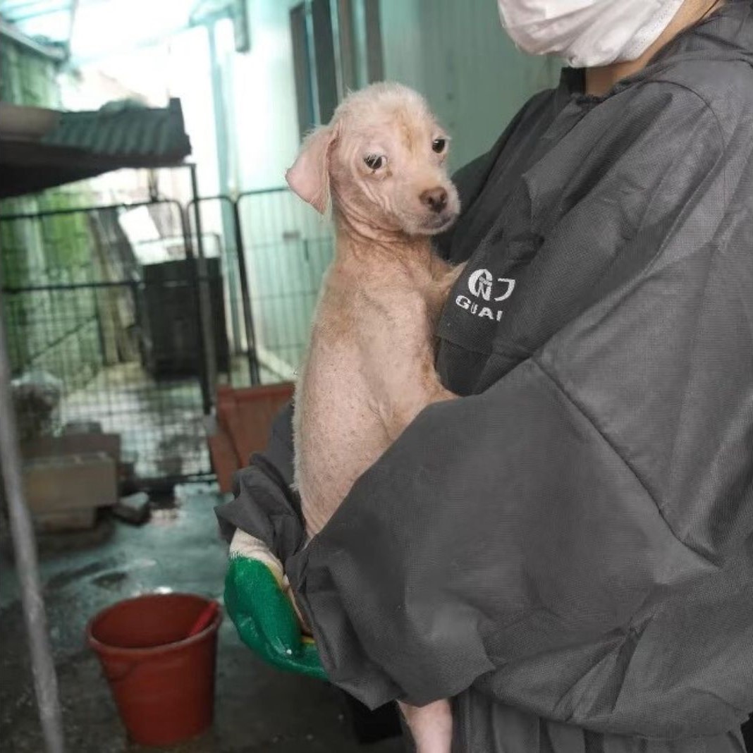 little puppy with rescuer