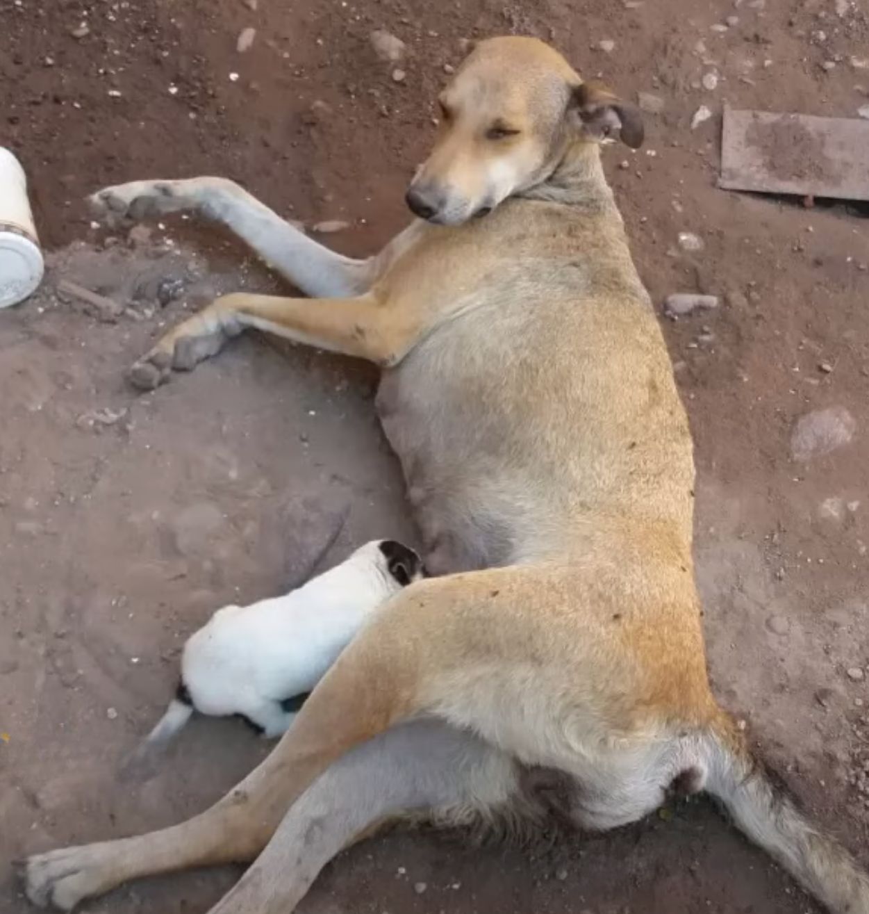 mama dog breastfeeding puppy