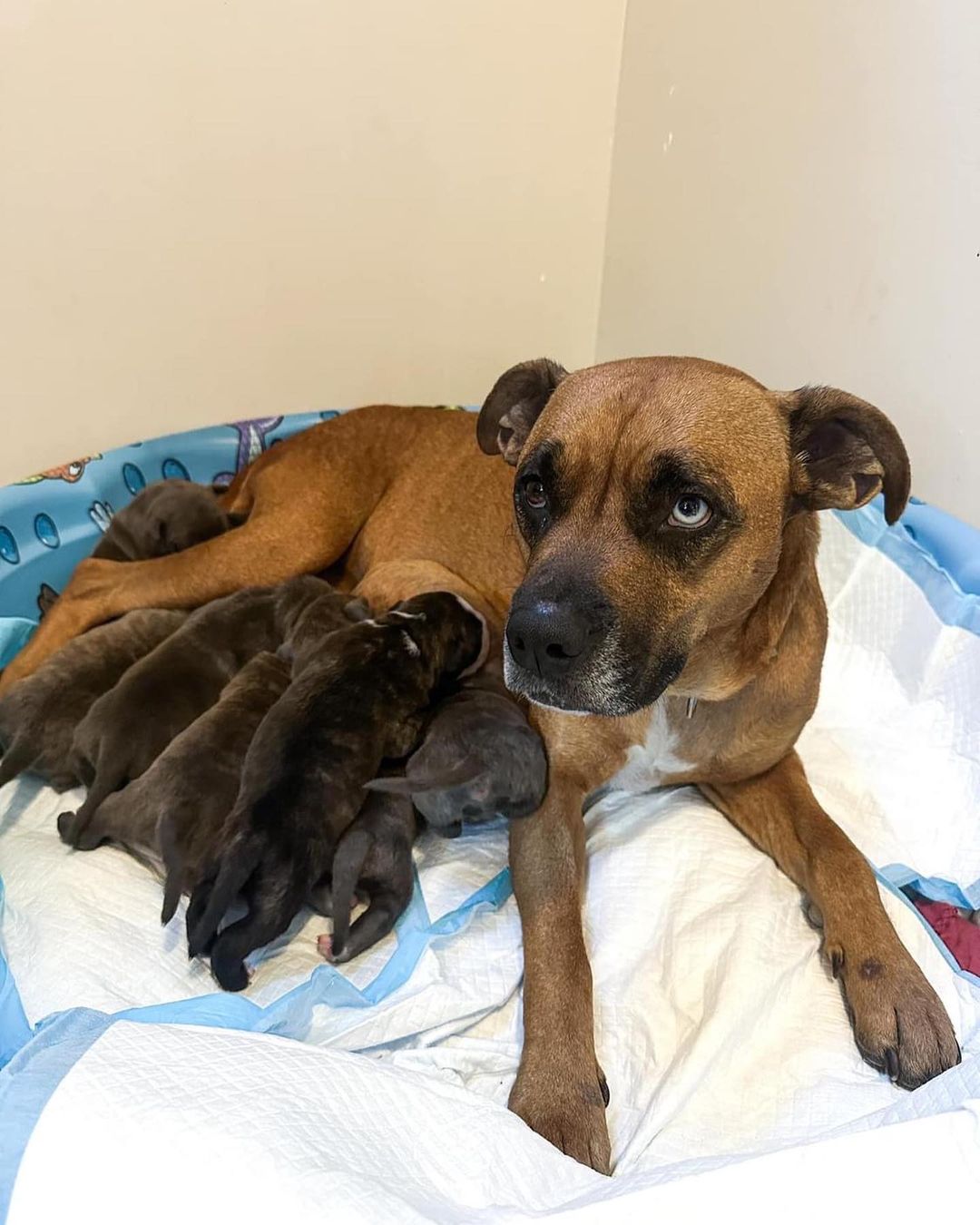 mama dog nursing puppies