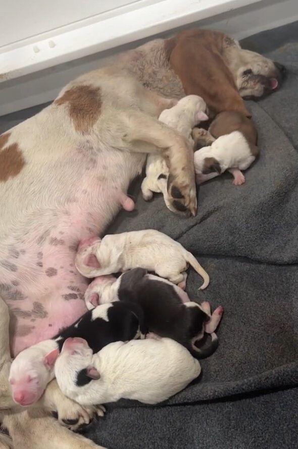 mama dog with her puppies