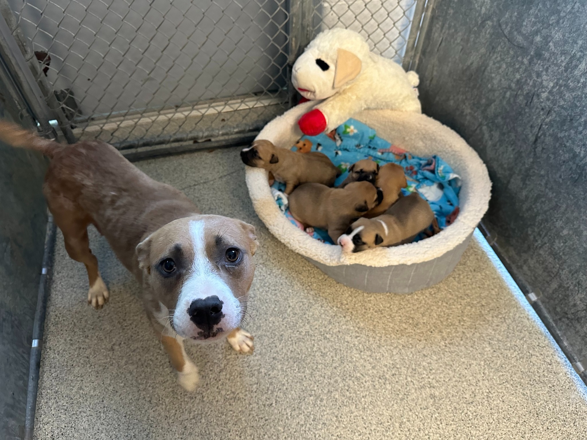 mama dog with puppies