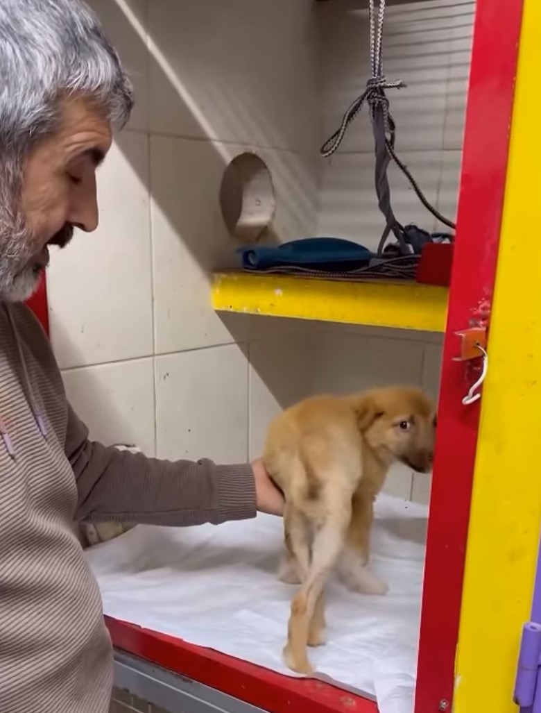 man helping puppy