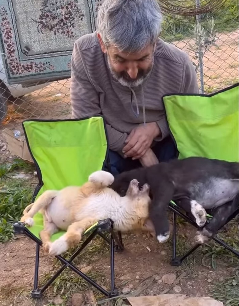 man looking at puppies playing