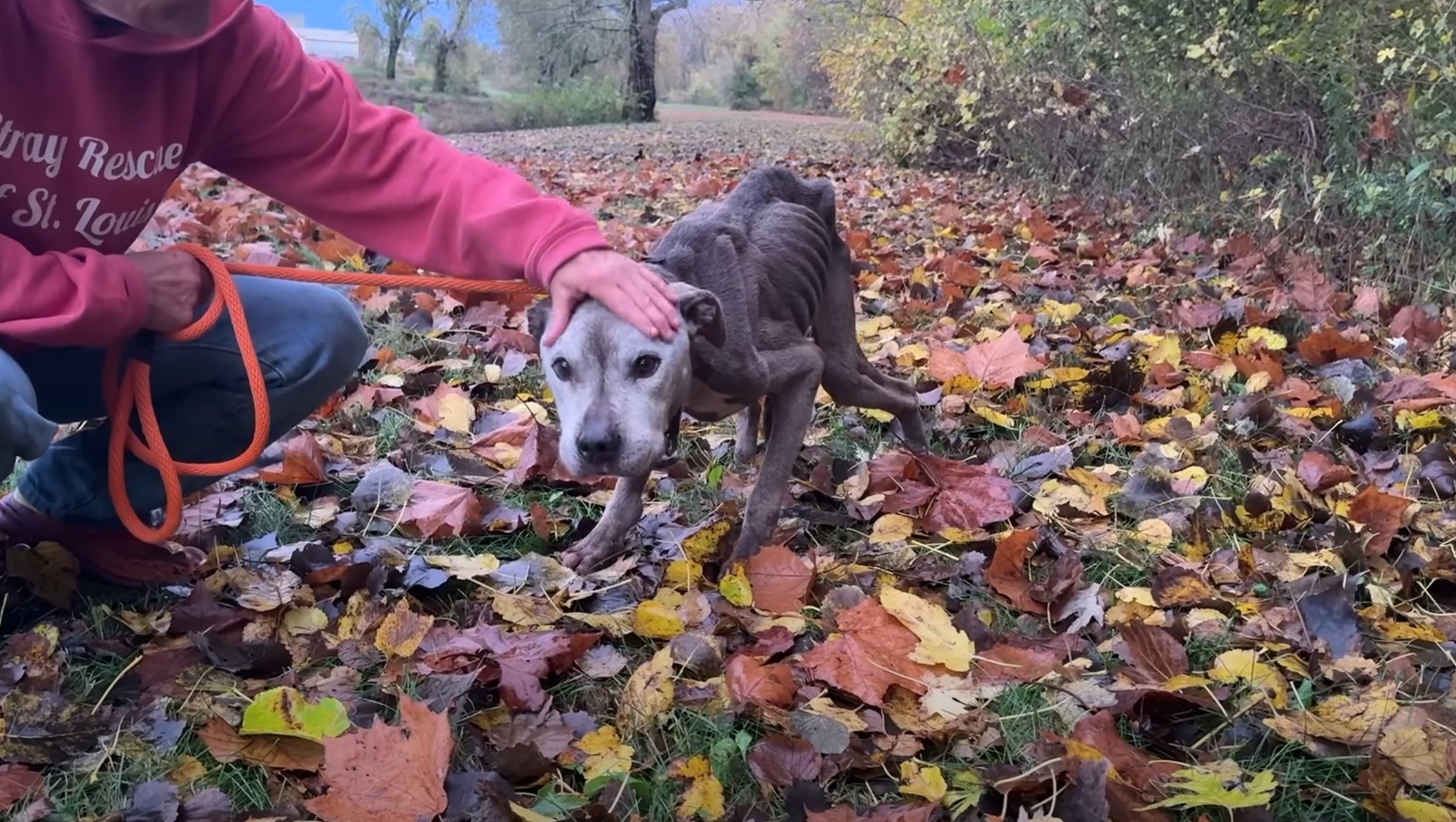 man petting malnourished dog