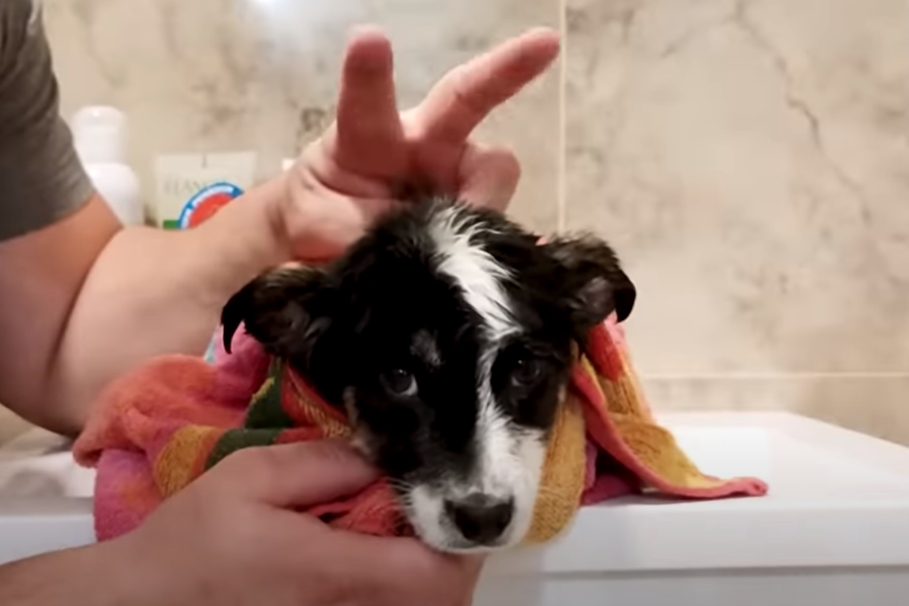 man playing with puppy