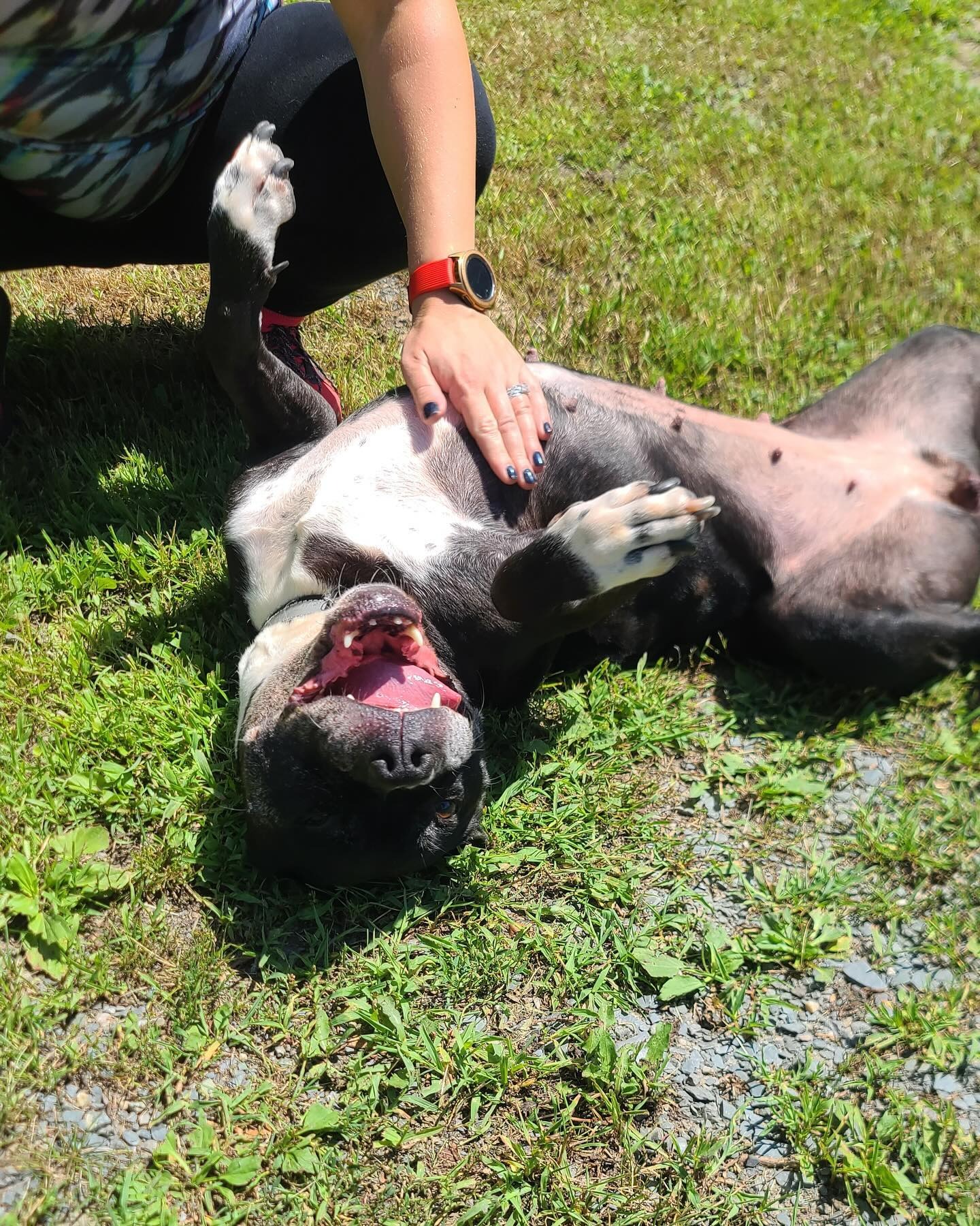 Man tickles dog