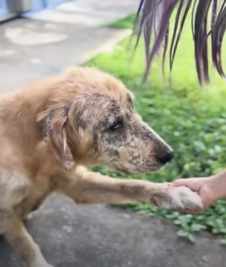 mangy dog on street