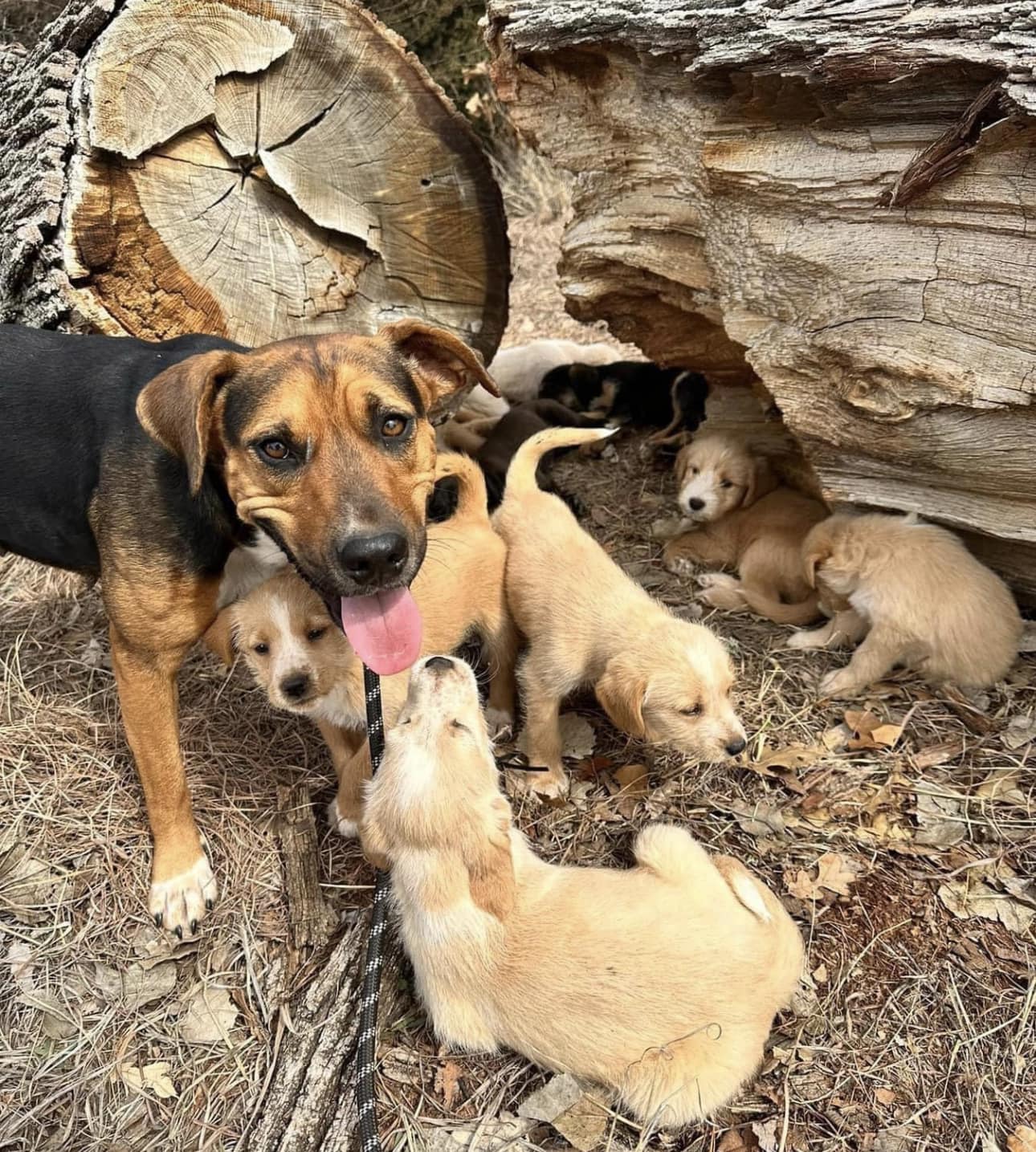 mother dog and her puppies